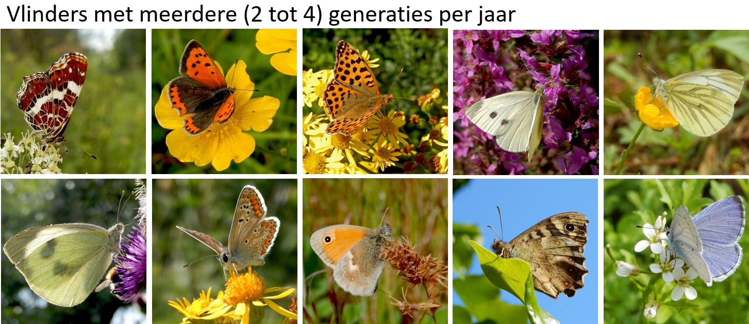 Kars Veling
